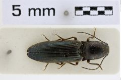Foto (Dorsalansicht) von Hemicrepidius desertor (NHMW-ZOO-COL-0008953)